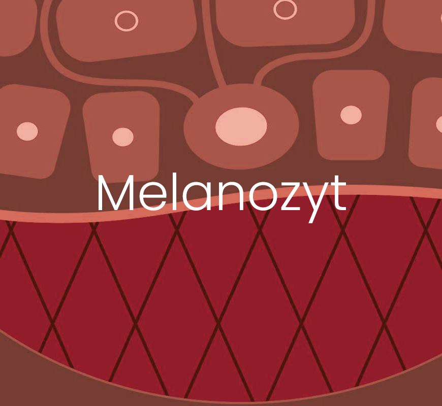MyCli-Strategie für die Modulation von Melanozyt