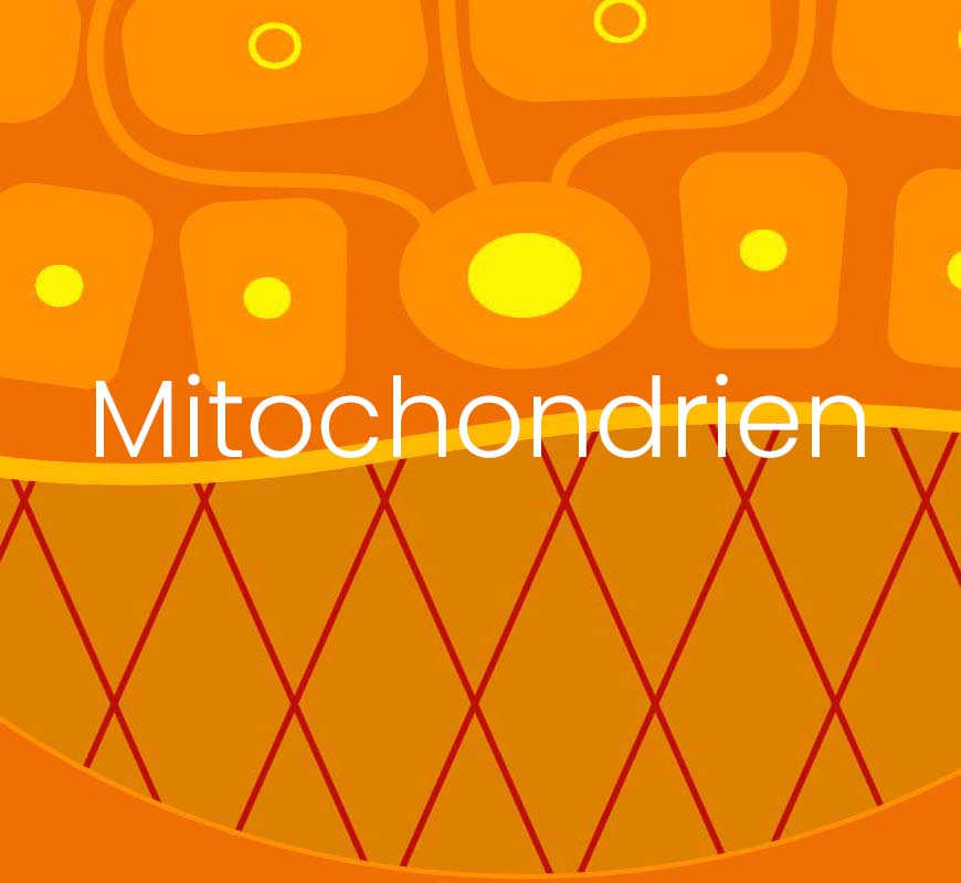 Strategie von MyCli zur Aktivierung von Mitochondrien und Fibroblasten